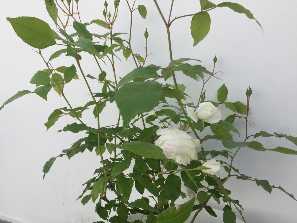 The White Suites 아다마스 외부 사진
